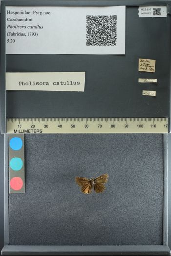 Media type: image;   Entomology 191177